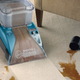 Hoover SteamVac, $75